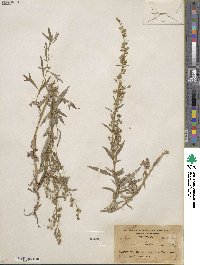 Artemisia ludoviciana image