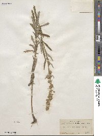 Artemisia ludoviciana image