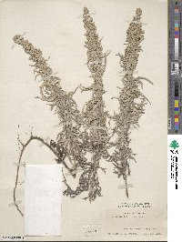 Artemisia ludoviciana image