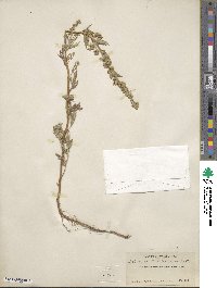 Artemisia ludoviciana image