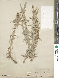 Artemisia ludoviciana image