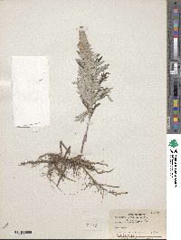 Artemisia ludoviciana image