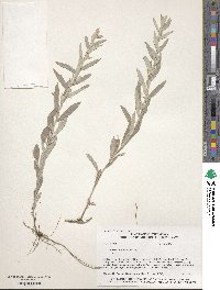 Artemisia ludoviciana image