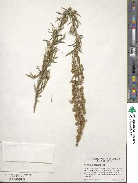 Artemisia ludoviciana image