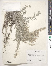 Artemisia ludoviciana image