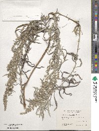 Artemisia ludoviciana image