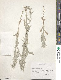 Artemisia ludoviciana image