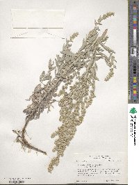 Artemisia ludoviciana image