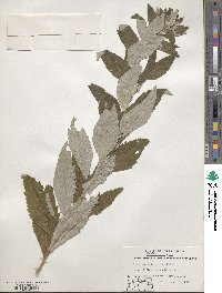 Artemisia ludoviciana image