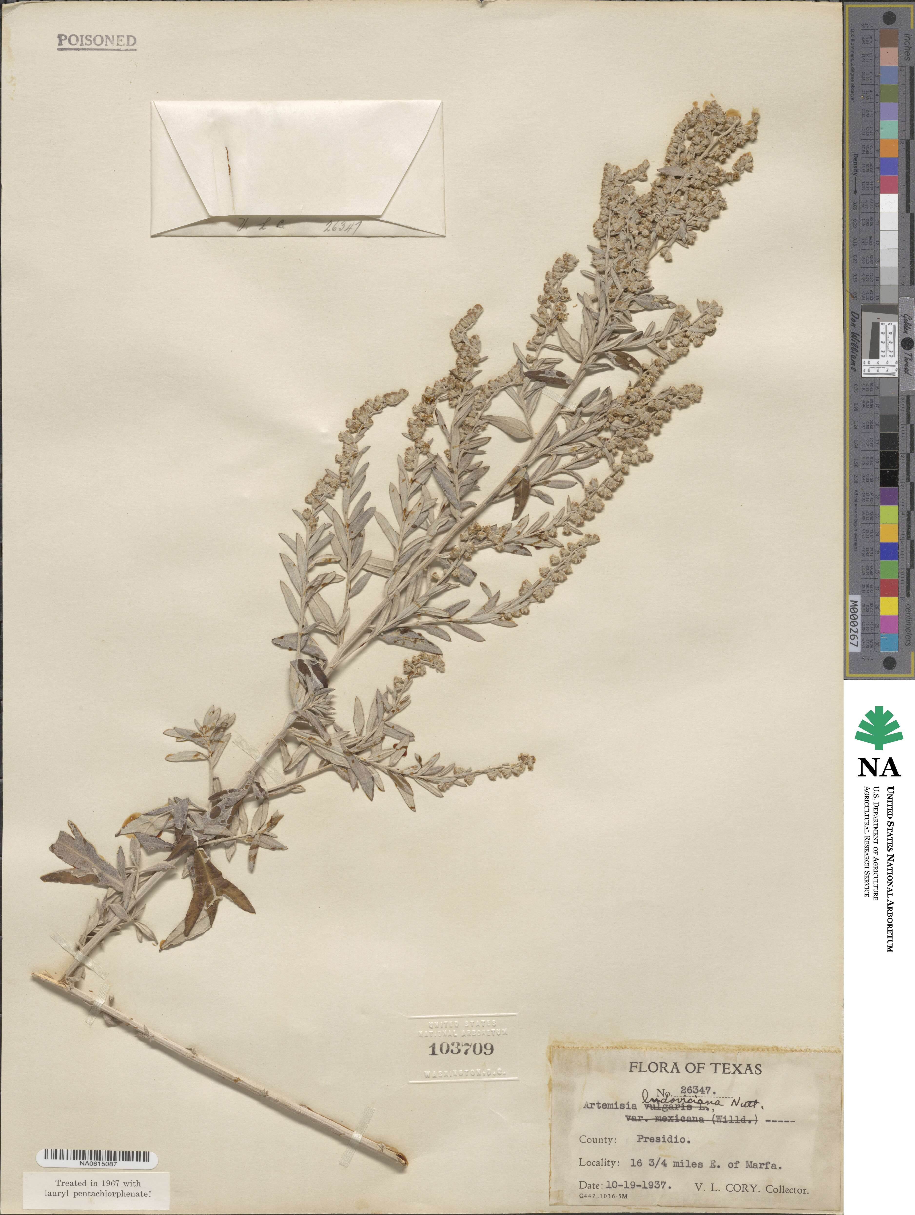 Artemisia image