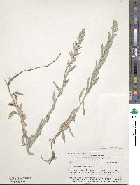 Artemisia ludoviciana image