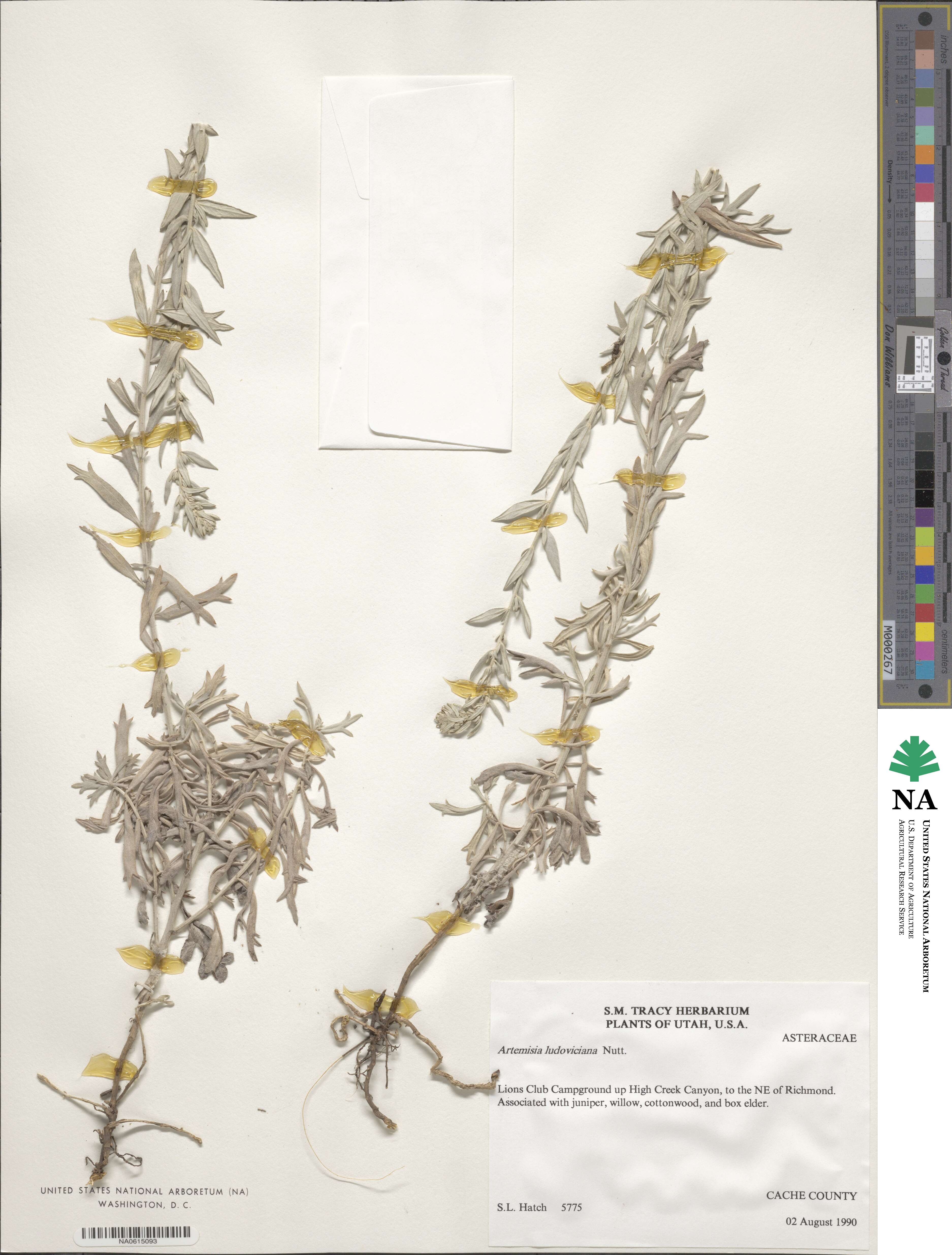 Artemisia ludoviciana image