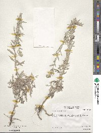 Artemisia ludoviciana image