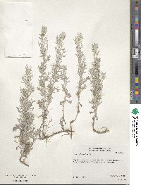 Artemisia ludoviciana image