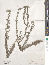 Artemisia ludoviciana image