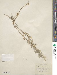 Artemisia ludoviciana image