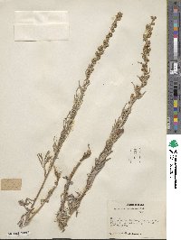 Artemisia ludoviciana image