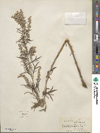 Artemisia ludoviciana image