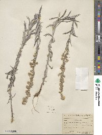 Artemisia ludoviciana image