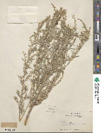 Artemisia ludoviciana image