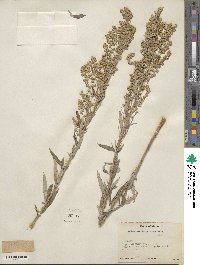 Artemisia ludoviciana image