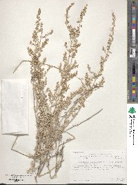 Artemisia ludoviciana image