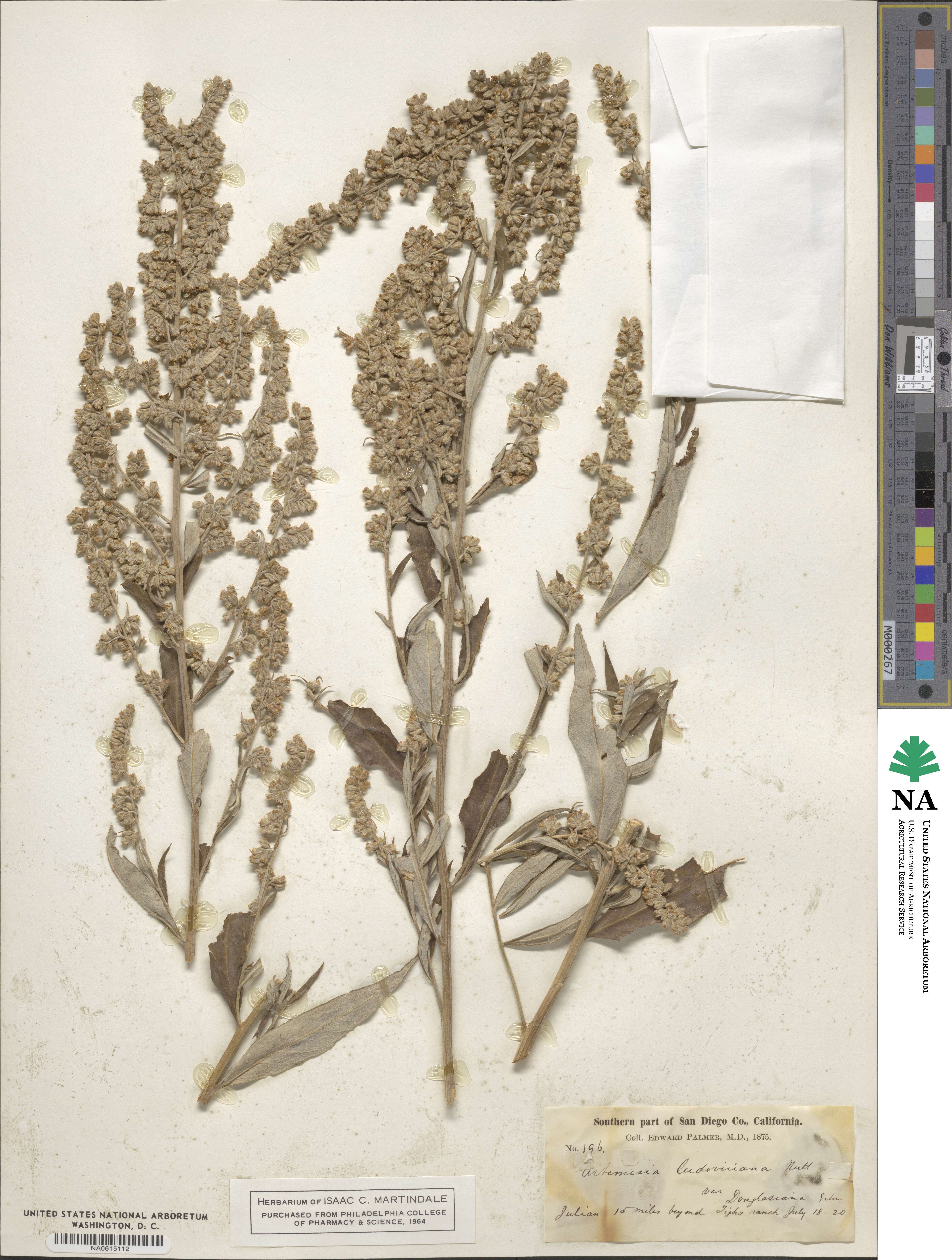 Artemisia douglasiana image