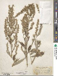 Artemisia douglasiana image