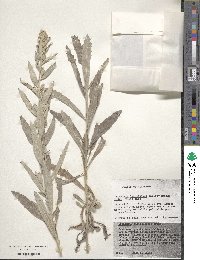 Artemisia ludoviciana subsp. ludoviciana image