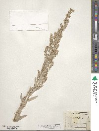 Artemisia ludoviciana image