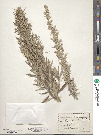 Artemisia ludoviciana subsp. ludoviciana image