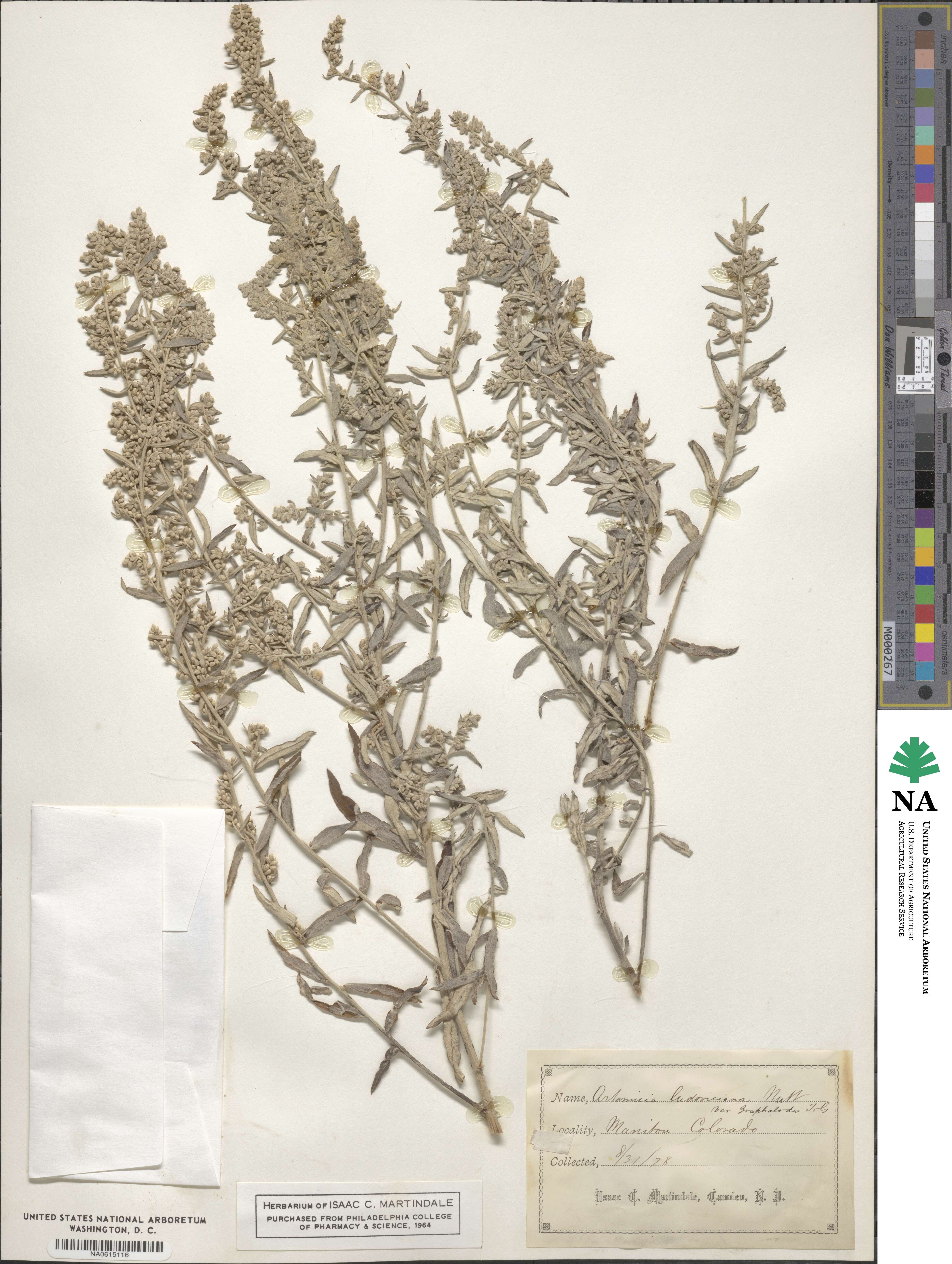 Artemisia ludoviciana subsp. ludoviciana image