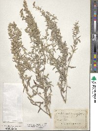 Artemisia ludoviciana subsp. ludoviciana image