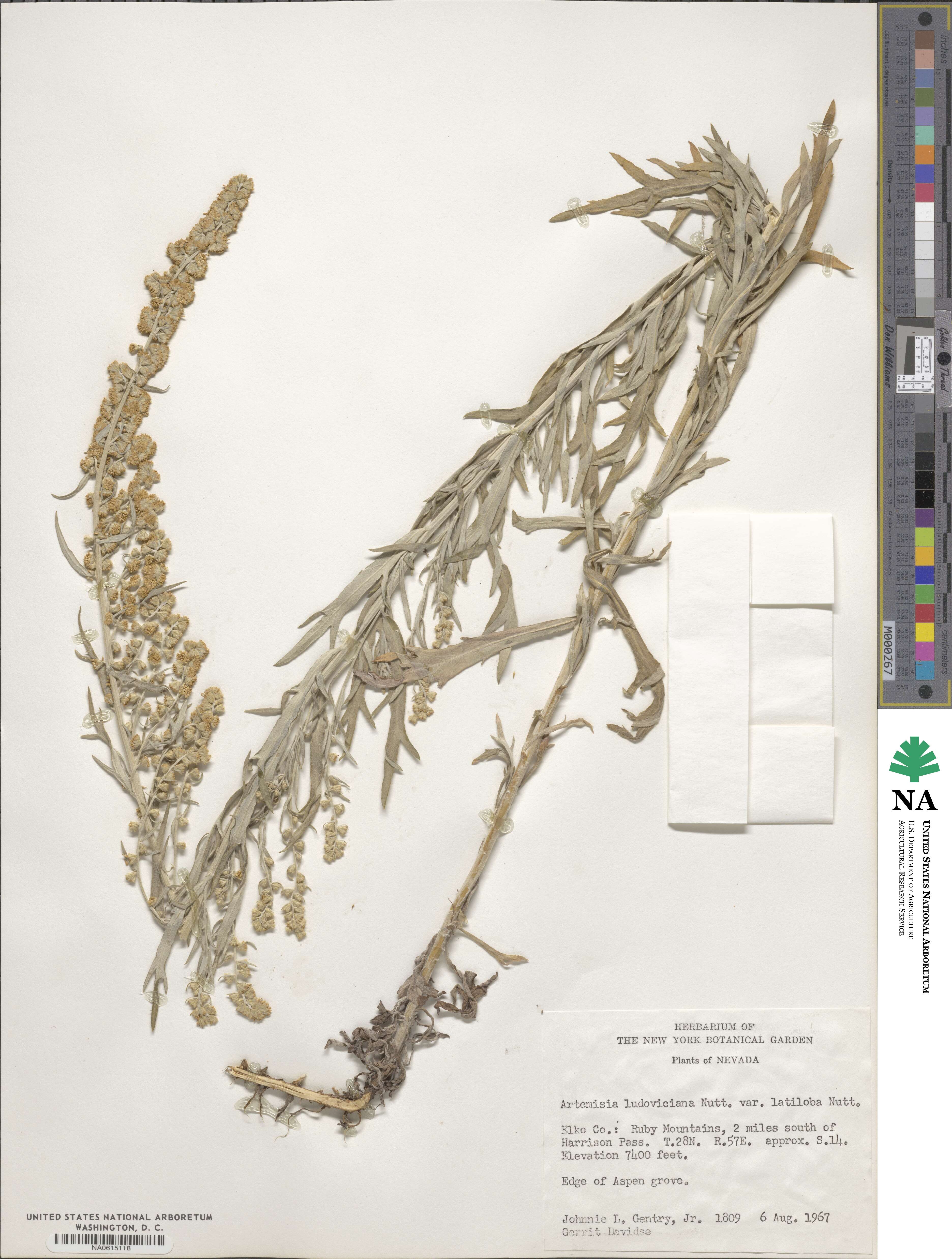 Artemisia ludoviciana subsp. candicans image