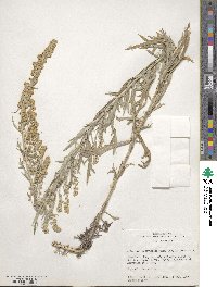 Artemisia ludoviciana image