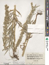 Artemisia ludoviciana subsp. candicans image