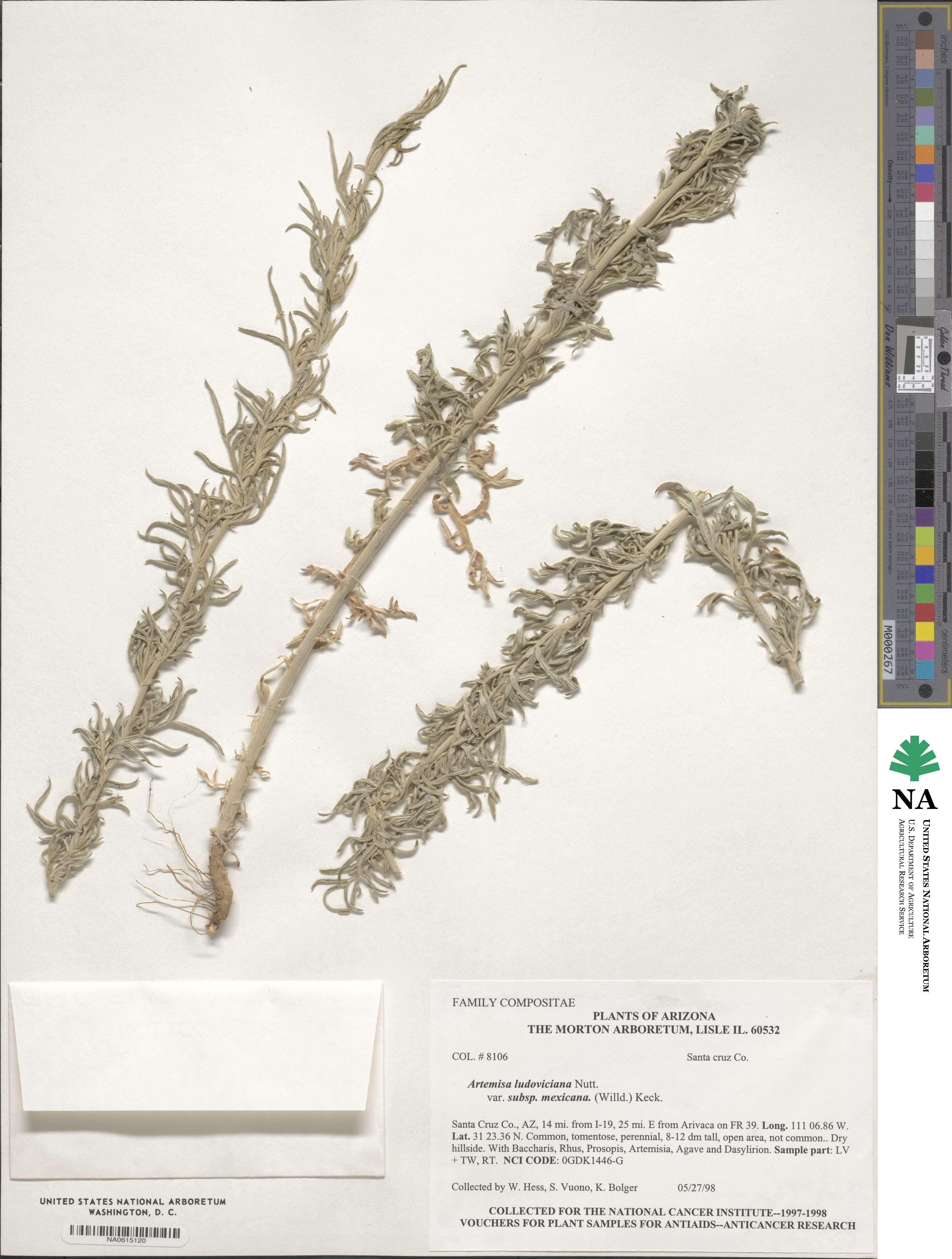 Artemisia ludoviciana subsp. mexicana image