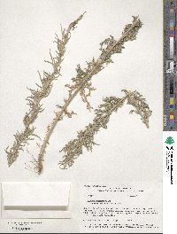 Artemisia ludoviciana subsp. mexicana image