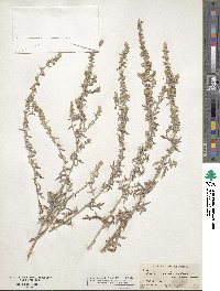 Artemisia ludoviciana subsp. mexicana image