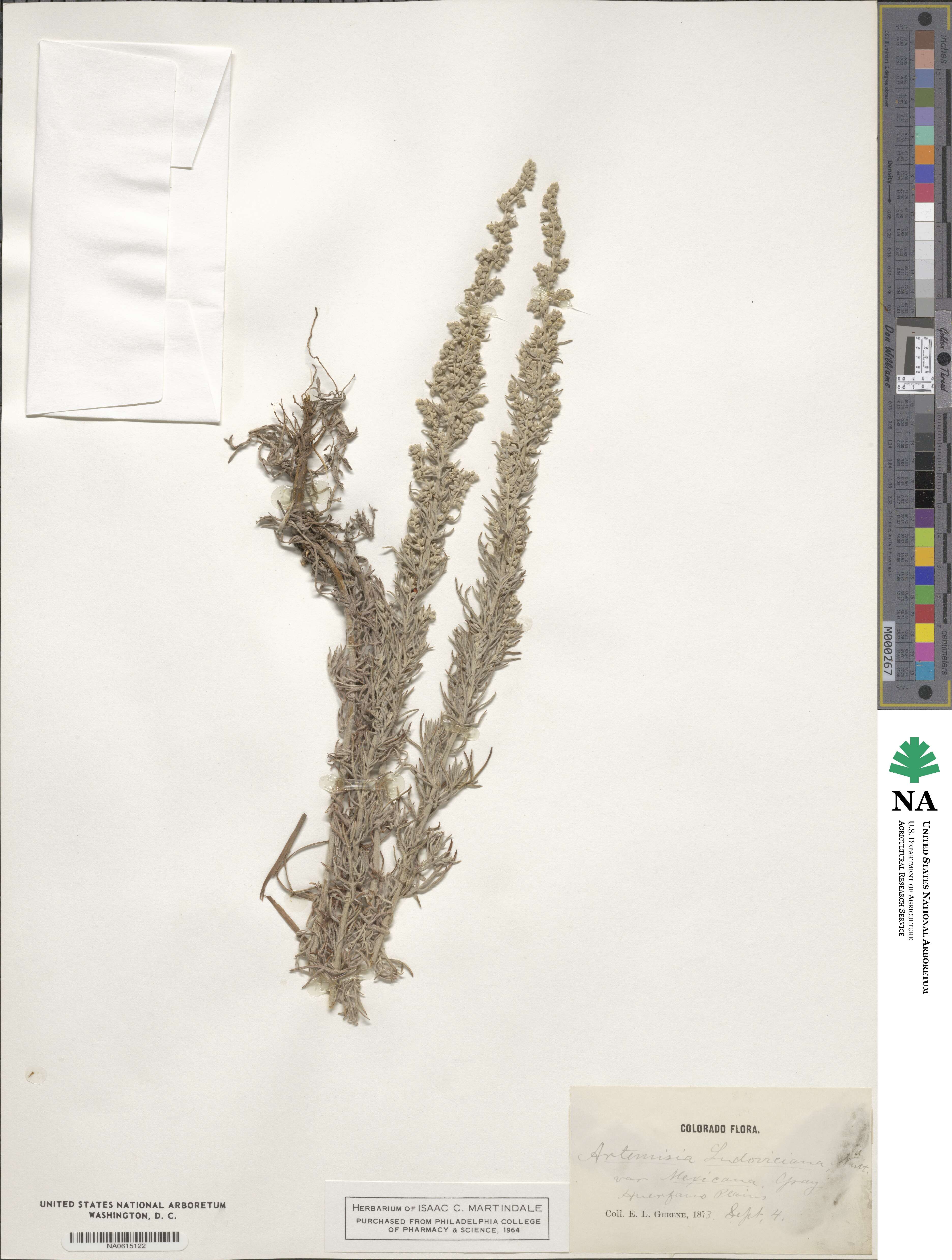 Artemisia ludoviciana subsp. mexicana image