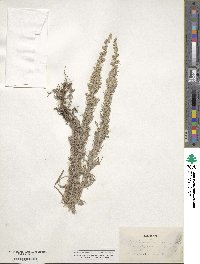 Artemisia ludoviciana subsp. mexicana image