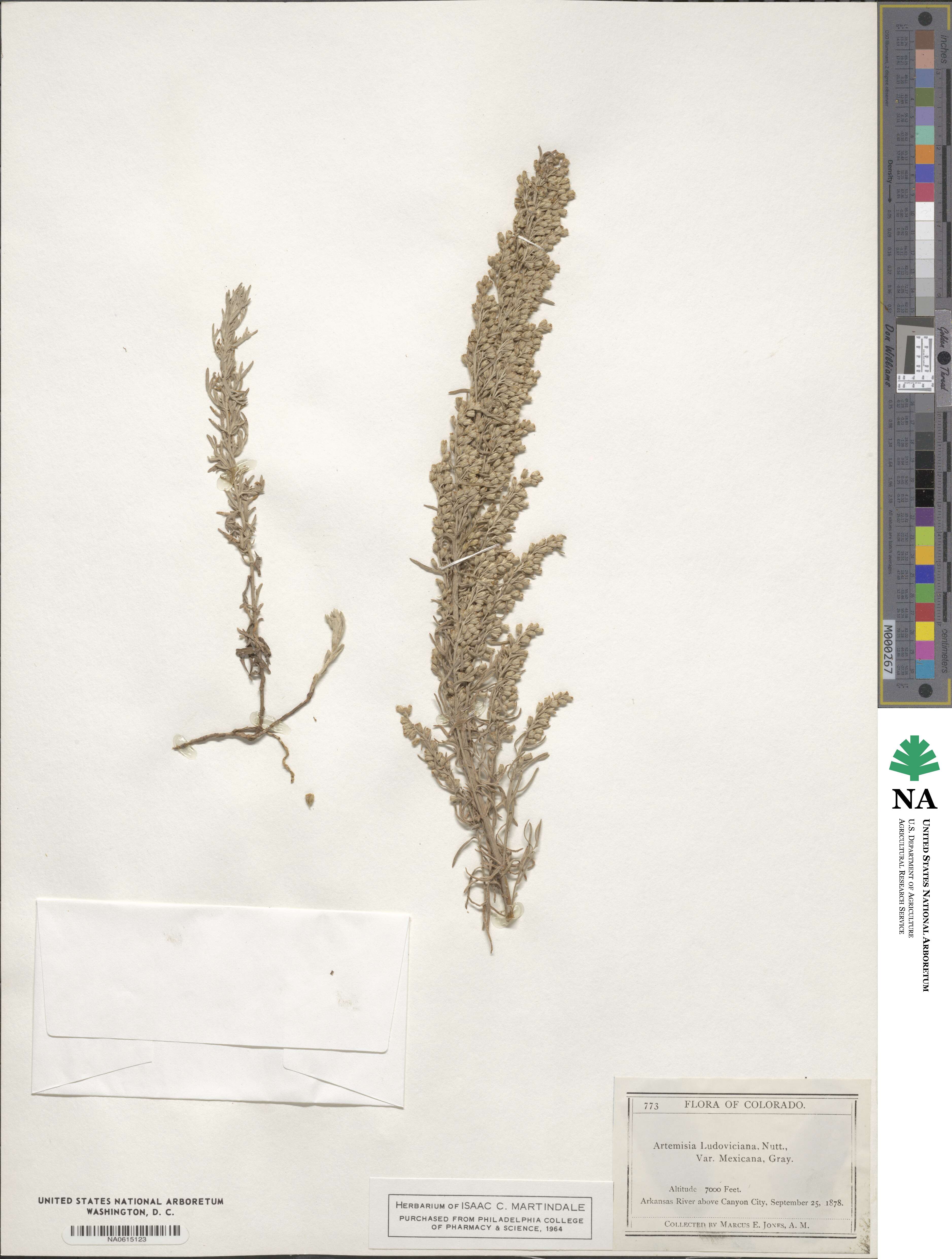 Artemisia ludoviciana image