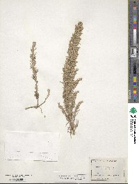 Artemisia ludoviciana image