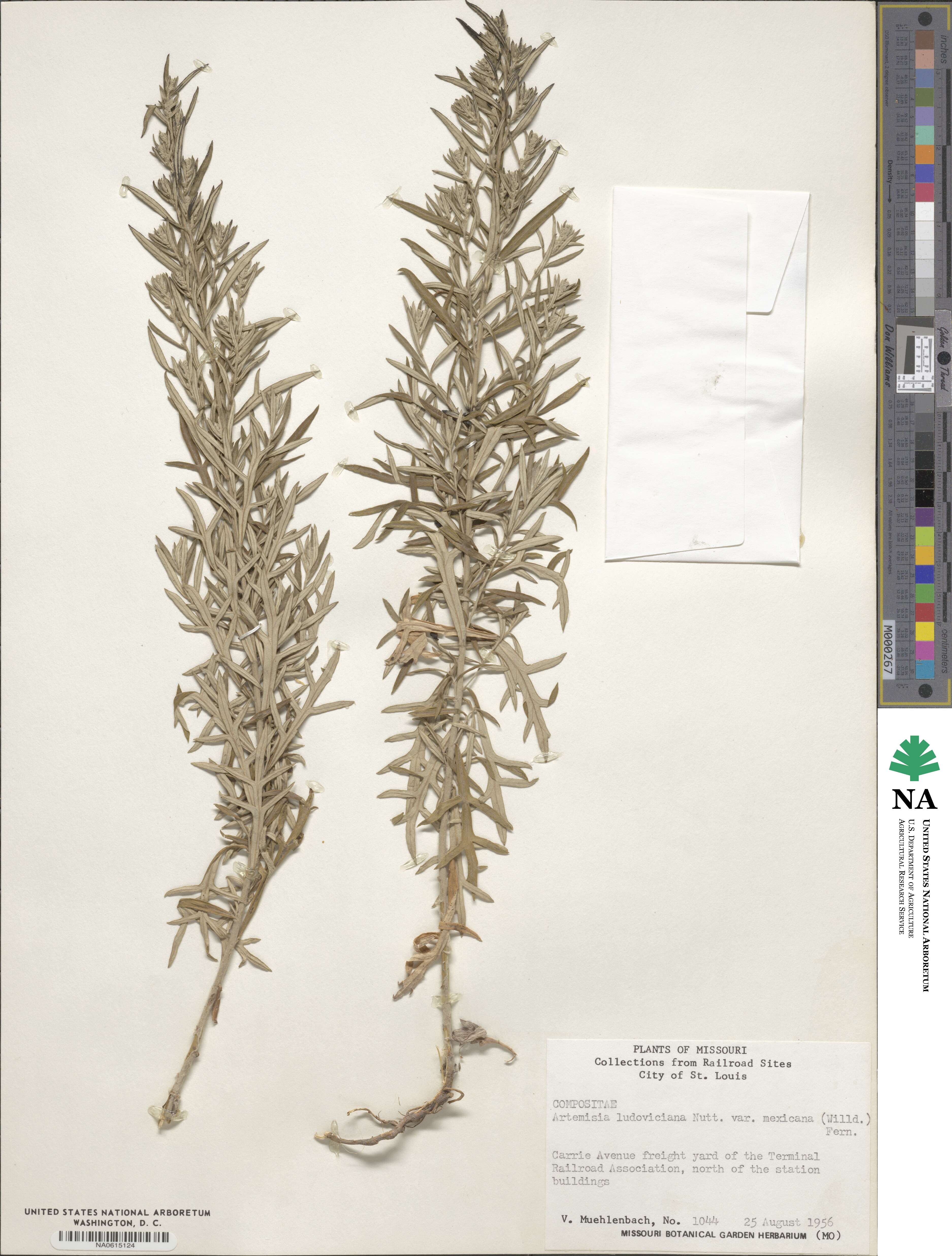 Artemisia ludoviciana subsp. mexicana image