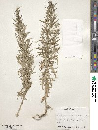 Artemisia ludoviciana image