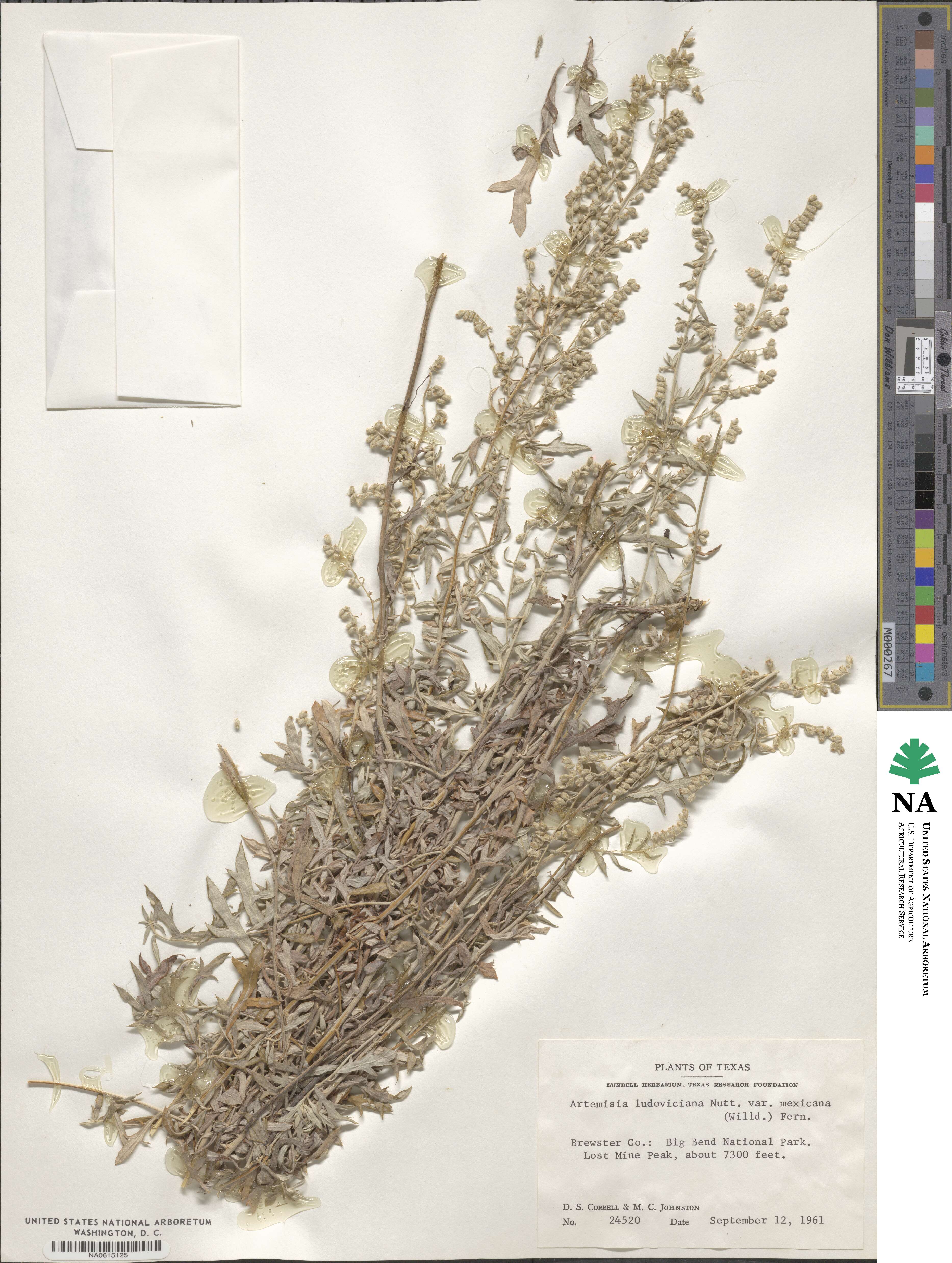 Artemisia ludoviciana subsp. mexicana image