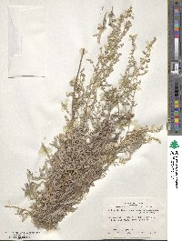 Artemisia ludoviciana image