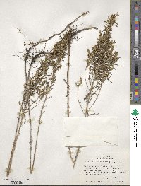 Artemisia ludoviciana subsp. mexicana image