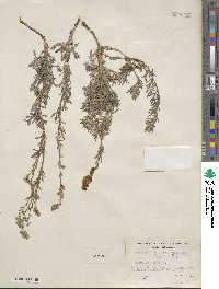 Artemisia michauxiana image