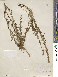 Artemisia michauxiana image